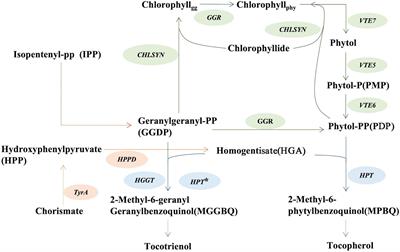 Vitamin E biofortification: enhancement of seed tocopherol concentrations by altered chlorophyll metabolism